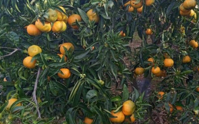 La importancia de consumir frutas de temporada: Beneficios para la salud y el medio ambiente
