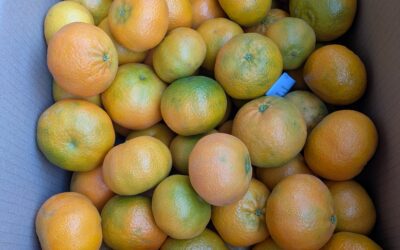 Mandarinas Clemenules: características, sabor y beneficios para la salud