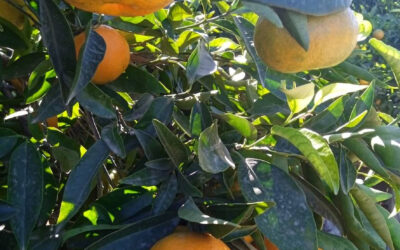 ¿Por qué elegir Naranjas Launu para tus cítricos frescos?