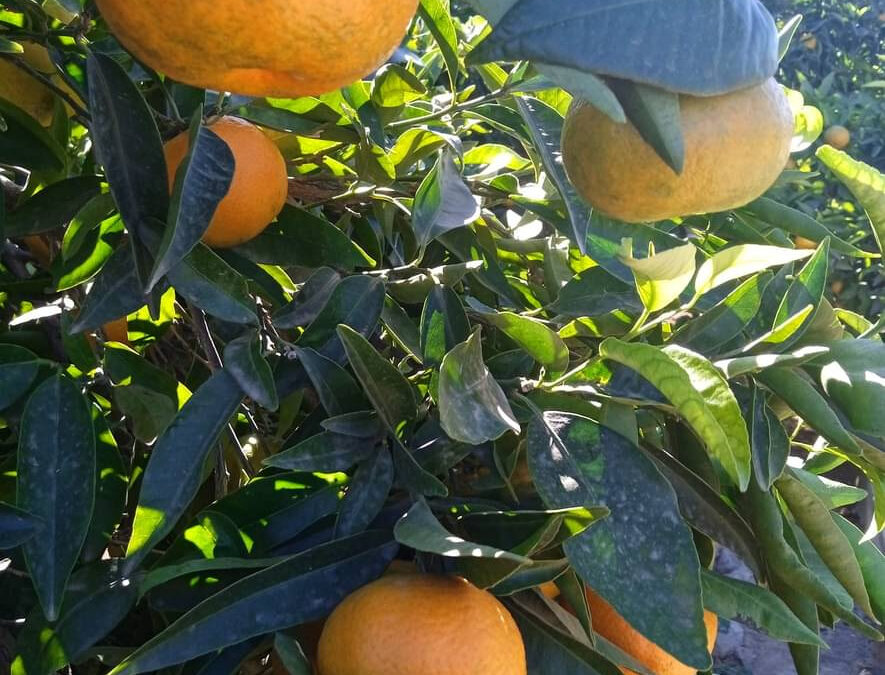 ¿Por qué elegir Naranjas Launu para tus cítricos frescos?