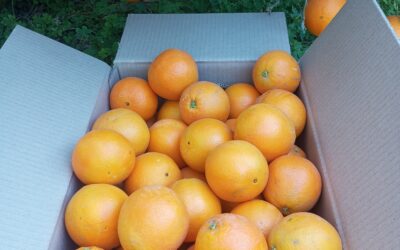 Cultivo Tradicional de Mandarinas y Naranjas