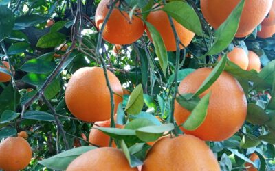 La importancia de consumir frutas de temporada: Beneficios para la salud y el medio ambiente